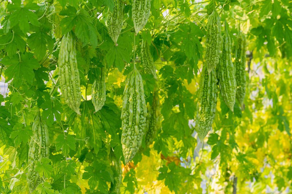 苦瓜种植时间及技术要点视频_cctv7春季苦瓜种植技术_春季苦瓜种植技术cctv7