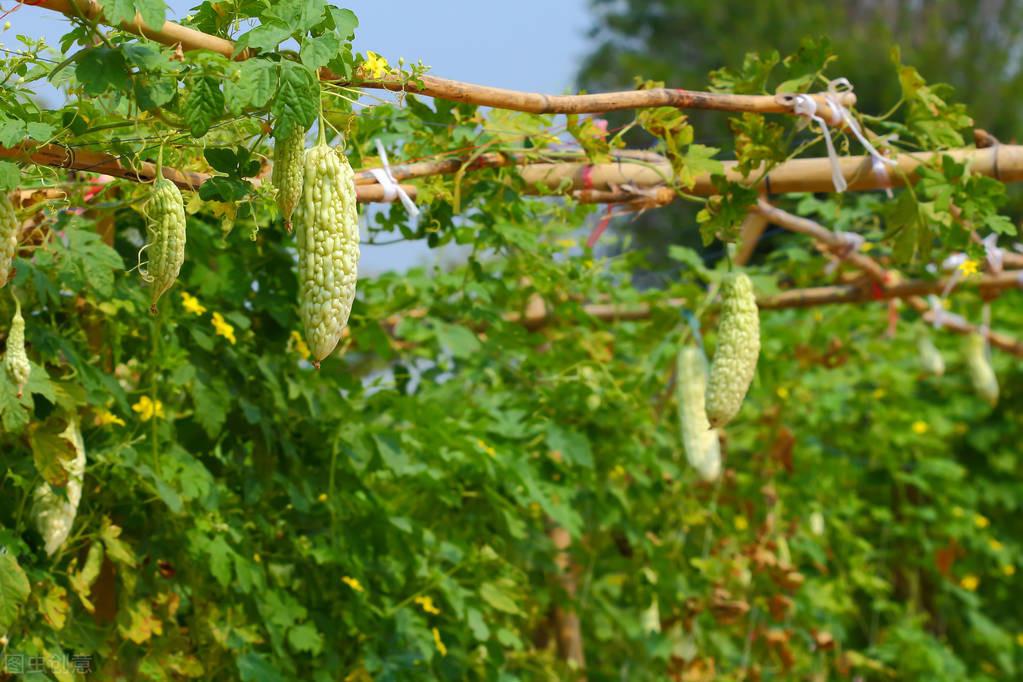 苦瓜种植时间及技术要点视频_cctv7春季苦瓜种植技术_春季苦瓜种植技术cctv7