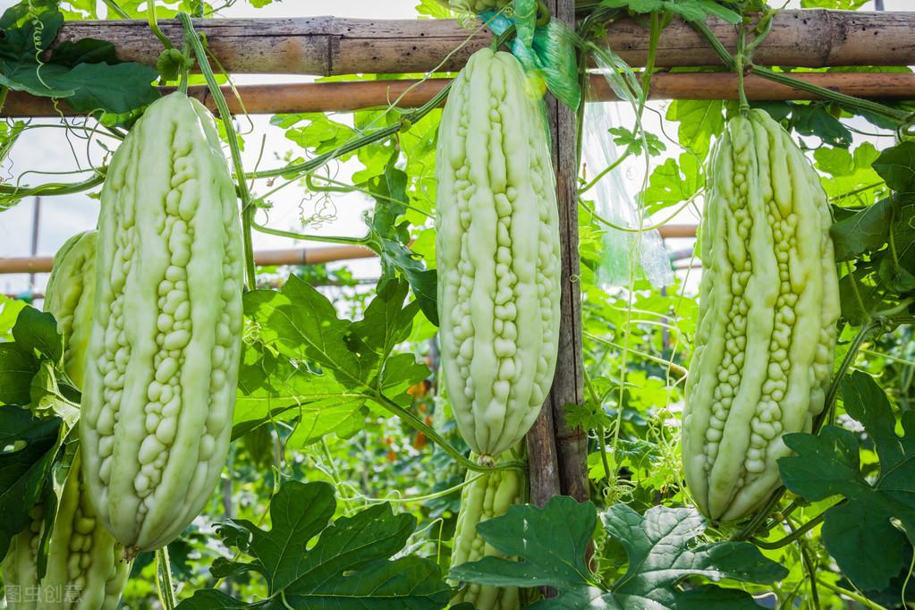 苦瓜种植时间及技术要点视频_cctv7春季苦瓜种植技术_春季苦瓜种植技术cctv7