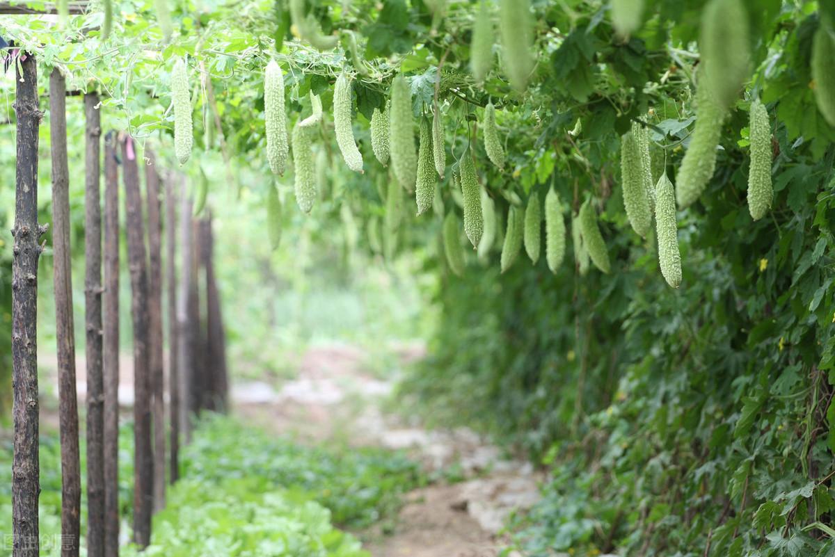 春季苦瓜种植技术cctv7_cctv7春季苦瓜种植技术_苦瓜种植时间及技术要点视频