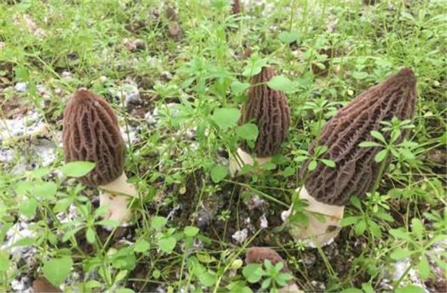 羊肚菌纯野生种植技术_野生羊肚菌菌种_野生羊肚菌怎么种