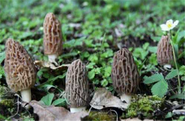 野生羊肚菌菌种_野生羊肚菌怎么种_羊肚菌纯野生种植技术