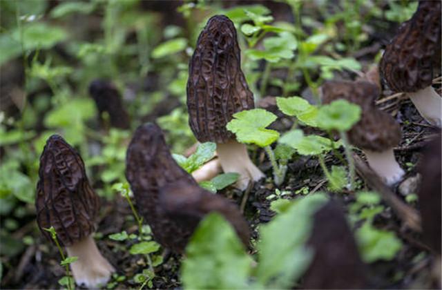 野生羊肚菌怎么种_野生羊肚菌菌种_羊肚菌纯野生种植技术