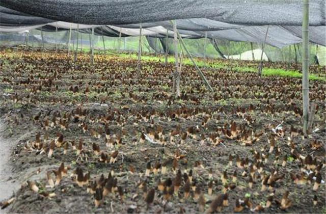 野生羊肚菌怎么种_羊肚菌纯野生种植技术_野生羊肚菌菌种