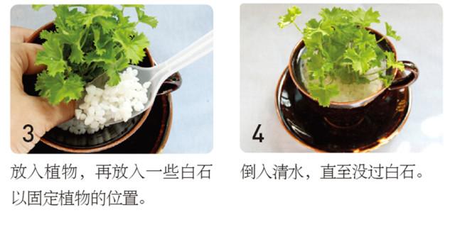 水培种植技术知识_水培种植技术_种植水培技术有哪些