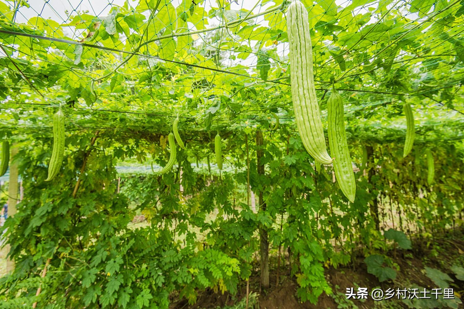 苦瓜种植时间及技术要点视频_cctv7春季苦瓜种植技术_春季苦瓜的种植技术