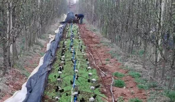 野生羊肚菌种子哪里来的_羊肚菌纯野生种植技术_羊肚菌野外种植