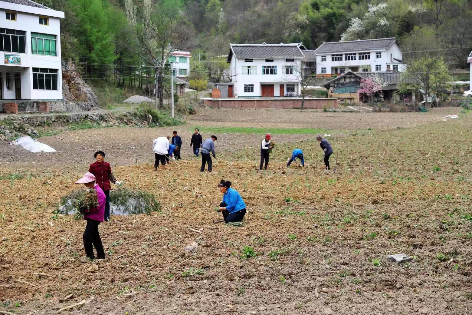 小小野菊花铺“开”致富路