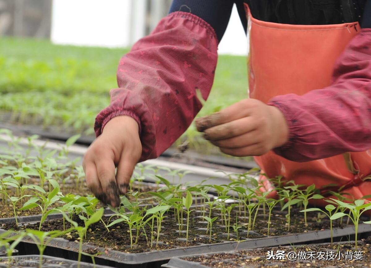 春季苦瓜的种植技术_春季苦瓜种植技术cctv7_cctv7春季苦瓜种植技术