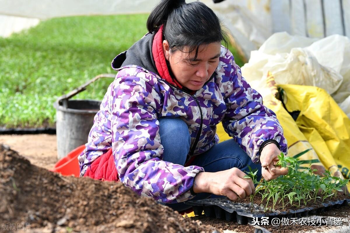 春季苦瓜的种植技术_春季苦瓜种植技术cctv7_cctv7春季苦瓜种植技术