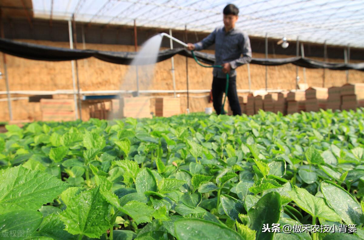 春季苦瓜的种植技术_春季苦瓜种植技术cctv7_cctv7春季苦瓜种植技术