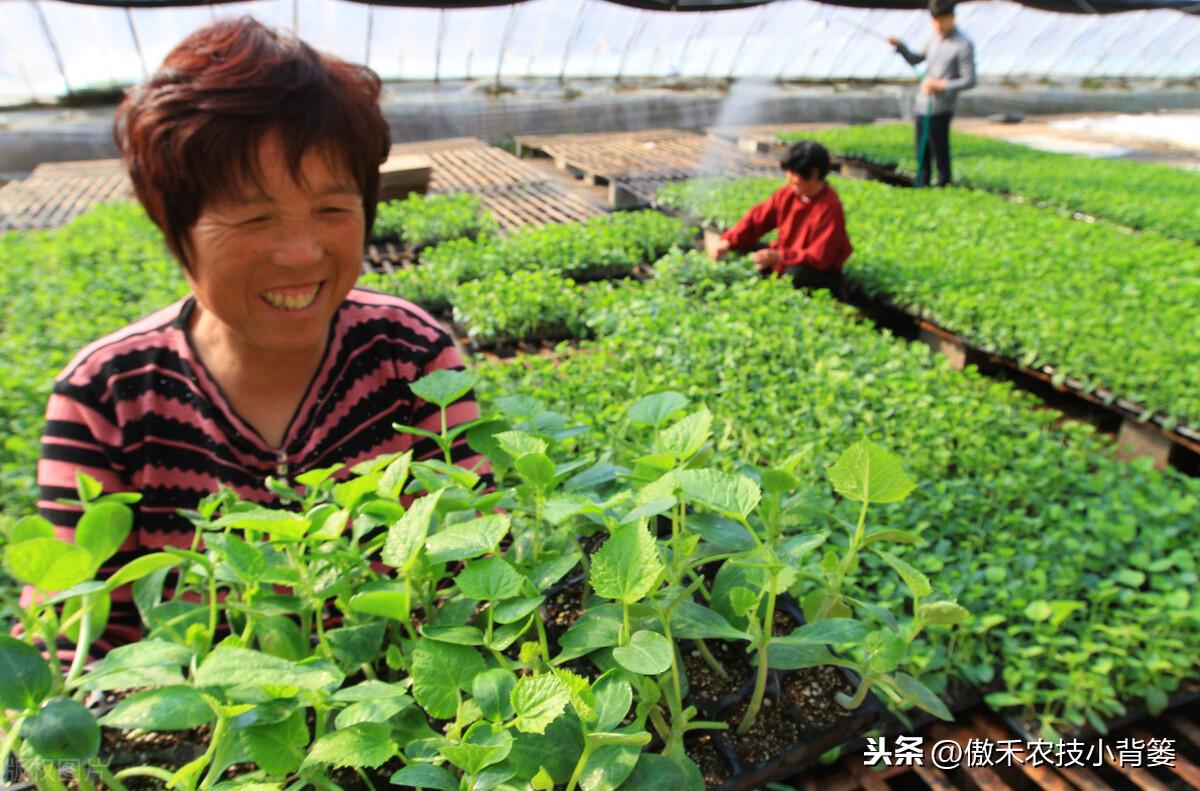 cctv7春季苦瓜种植技术_春季苦瓜的种植技术_春季苦瓜种植技术cctv7