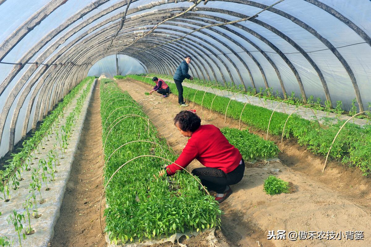 春季苦瓜种植技术cctv7_cctv7春季苦瓜种植技术_春季苦瓜的种植技术