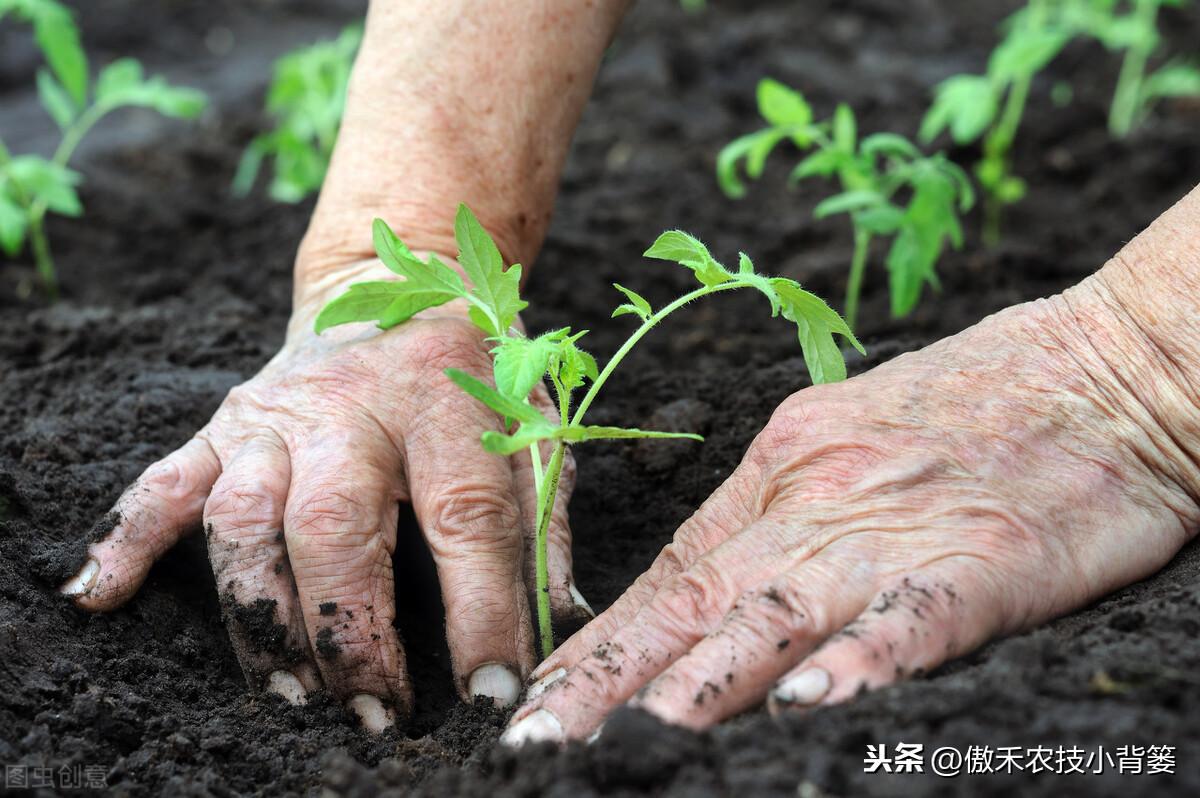 cctv7春季苦瓜种植技术_春季苦瓜的种植技术_春季苦瓜种植技术cctv7