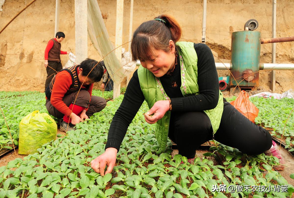 春季苦瓜的种植技术_cctv7春季苦瓜种植技术_春季苦瓜种植技术cctv7