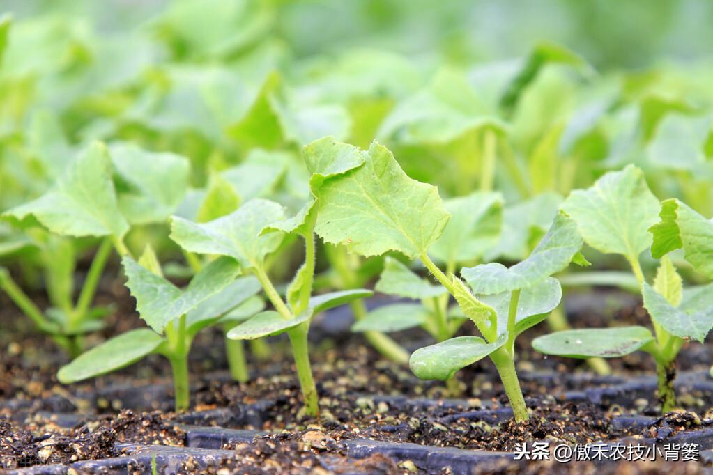 cctv7春季苦瓜种植技术_春季苦瓜种植技术cctv7_春季苦瓜的种植技术