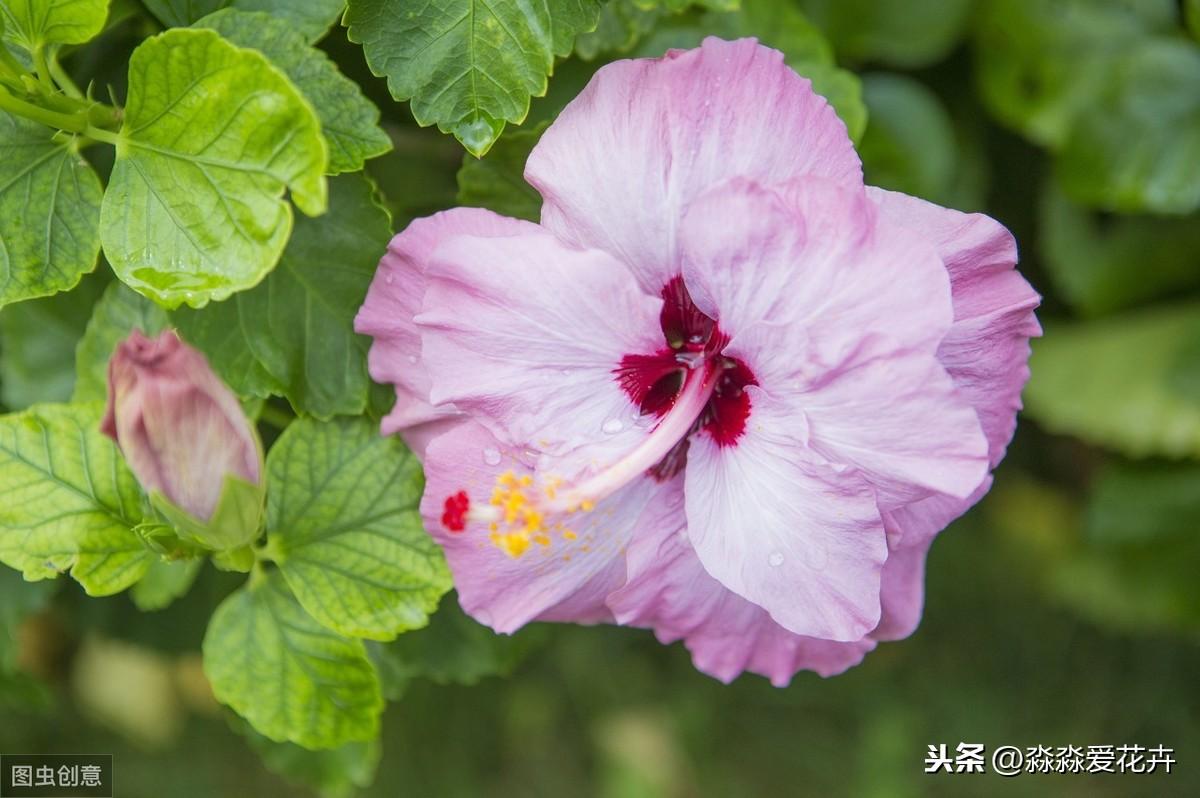 扶桑牡丹花种植技术_牡丹种植扶桑花技术视频_扶桑牡丹的修剪