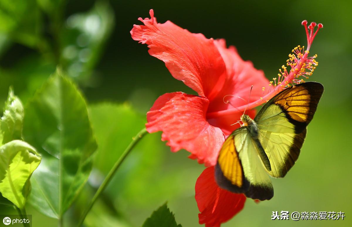 扶桑牡丹的修剪_牡丹种植扶桑花技术视频_扶桑牡丹花种植技术