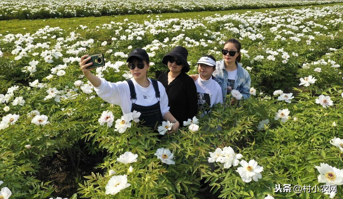 空心菜在北方叫什么菜_致富经空心菜北方种_北方空心菜