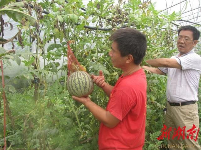 致富经空心菜北方种_北方空心菜_空心菜在北方叫什么菜