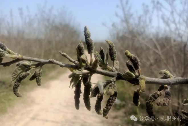 发财致富种植_发财致富经_发财的种植方法