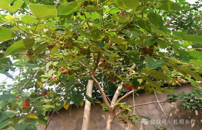 发财的种植方法_发财致富经_发财致富种植