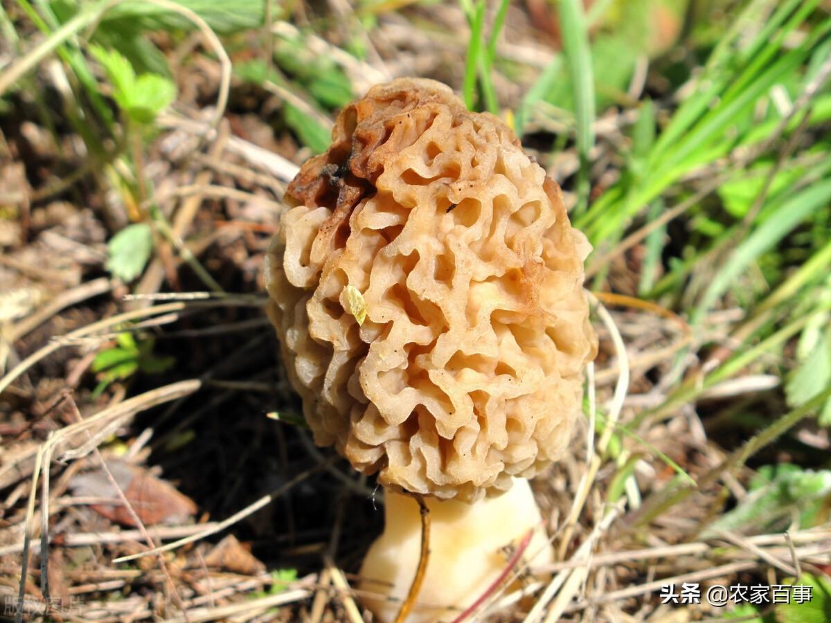 羊肚菌纯野生种植技术_野生羊肚菌怎么种_野生羊肚菌种子哪里来的