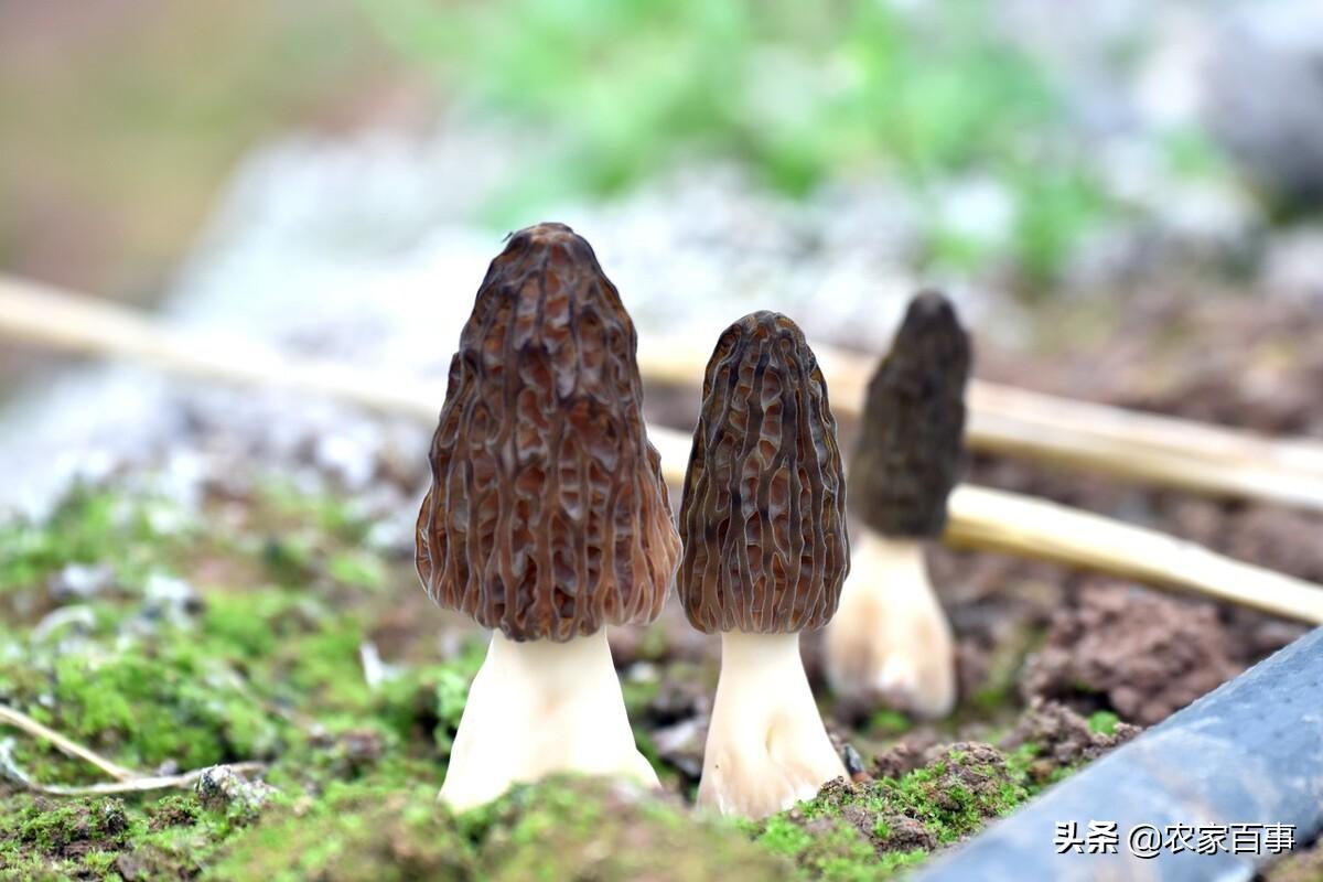 野生羊肚菌种子哪里来的_羊肚菌纯野生种植技术_野生羊肚菌怎么种