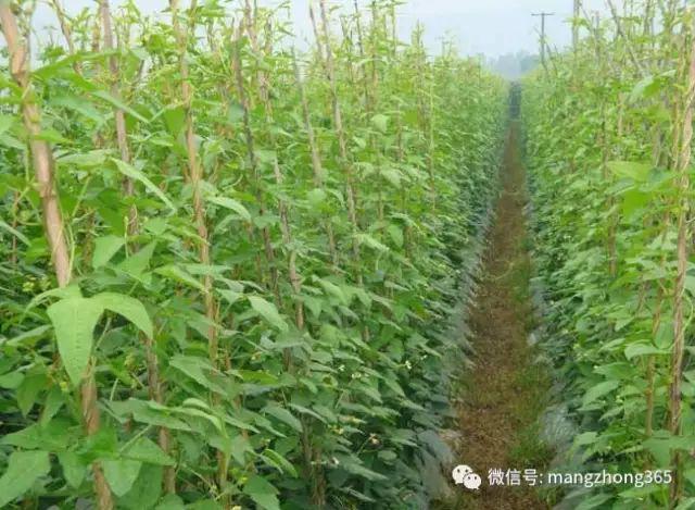 种植豆角技术_种植技术豆角技术要点_豆角的种植过程简单