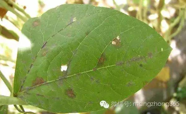 种植技术豆角技术要点_豆角的种植过程简单_种植豆角技术