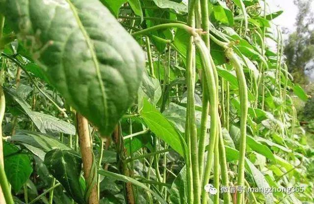 种植豆角技术_种植技术豆角技术要点_豆角的种植过程简单