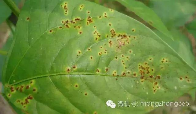 种植豆角技术_种植技术豆角技术要点_豆角的种植过程简单