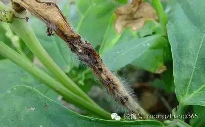 豆角的种植过程简单_种植技术豆角技术要点_种植豆角技术