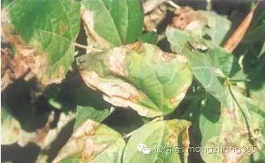 种植豆角技术_豆角的种植过程简单_种植技术豆角技术要点