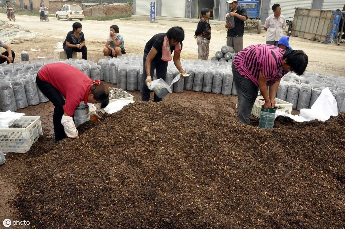 平菇养殖技术教程_平菇养殖技术操作步骤_平菇的养殖技术