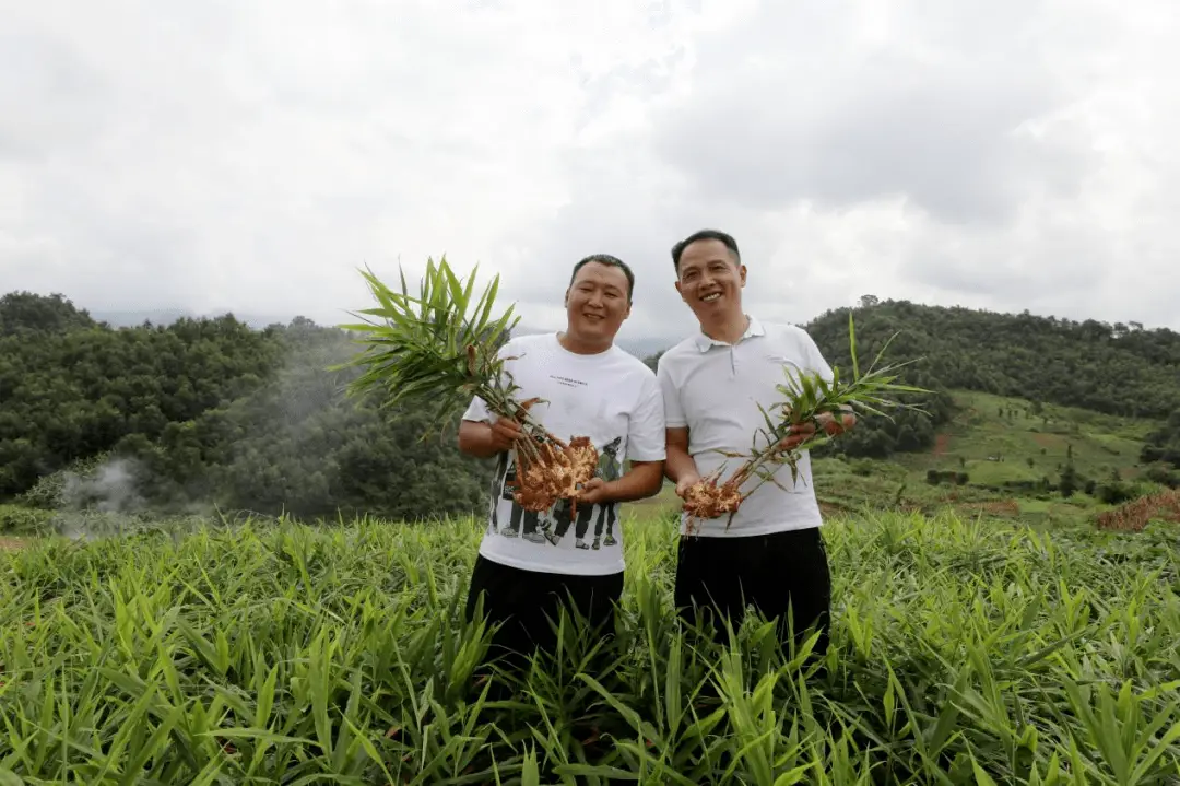 小黄姜种植条件_小黄姜种植致富_种植小黄姜的技术和技能