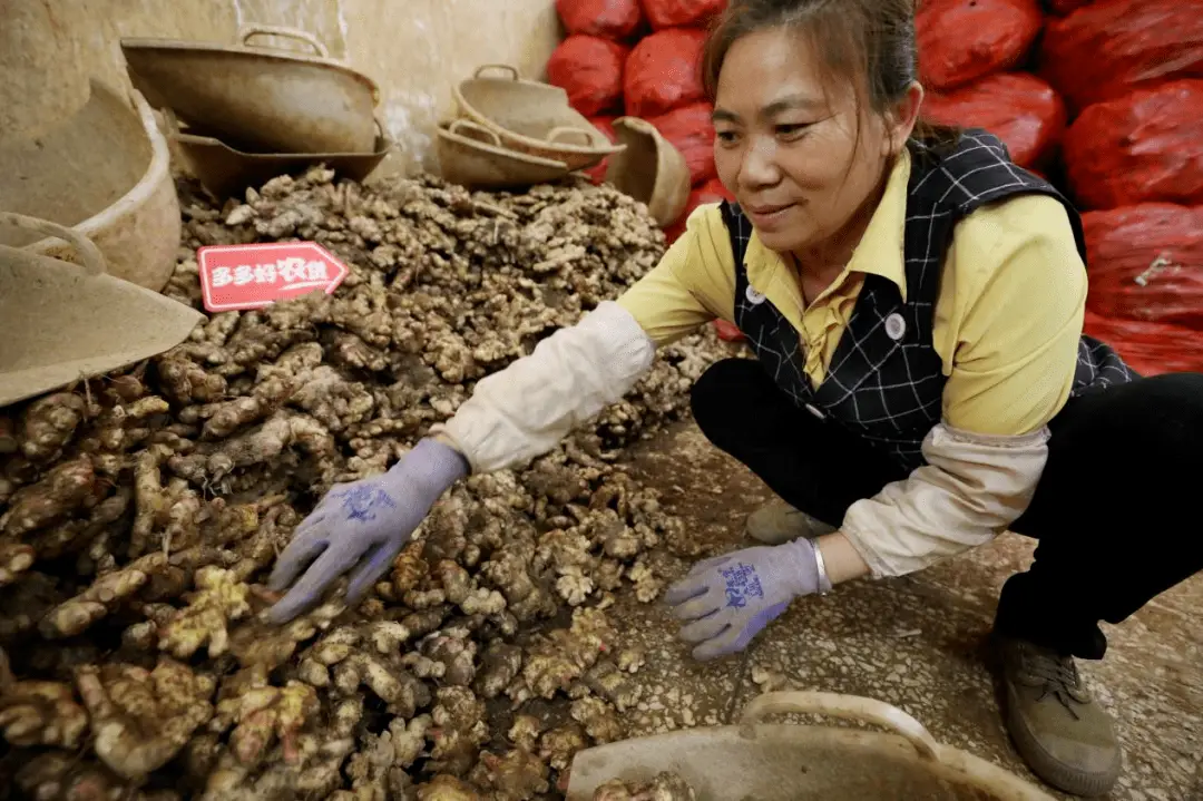 小黄姜种植条件_小黄姜种植致富_种植小黄姜的技术和技能