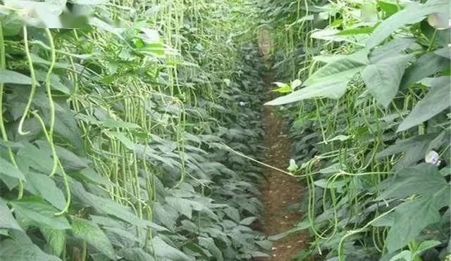 种植豆角技术_种植技术豆角技术要点_豆角种植法