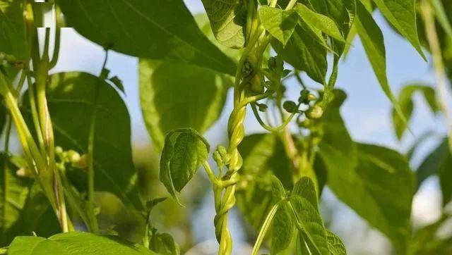 种植技术豆角技术要点_豆角种植法_种植豆角技术