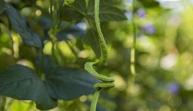 豆角种植法_种植豆角技术_种植技术豆角技术要点