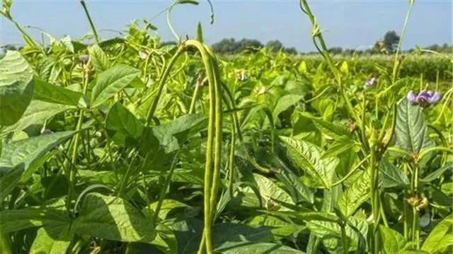 种植豆角技术_豆角种植法_种植技术豆角技术要点