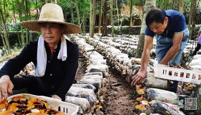 种植香樟树利润_种植樟树需要注意什么_种植樟树致富例子