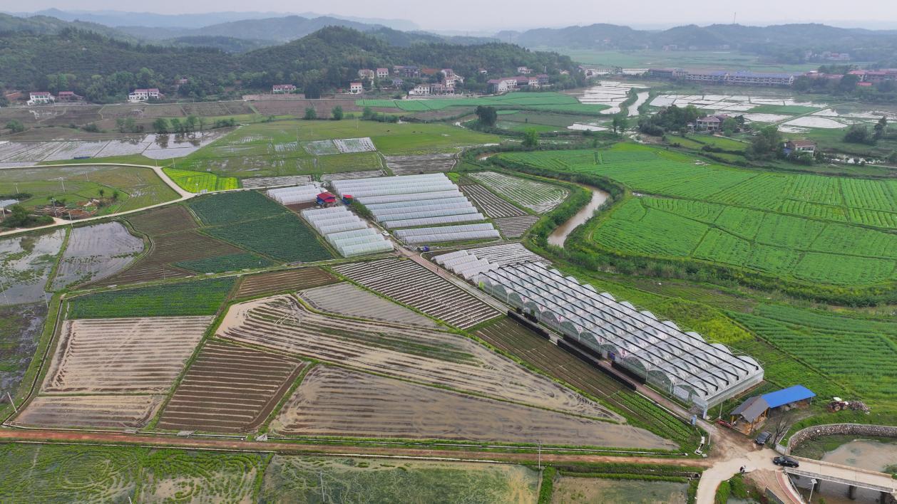 致富北方种空心菜怎么种_北方种植空心菜_致富经空心菜北方种