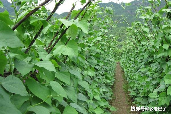 高产豆角种植方法都在这里，每个技术都重要，种的豆角高产还好看