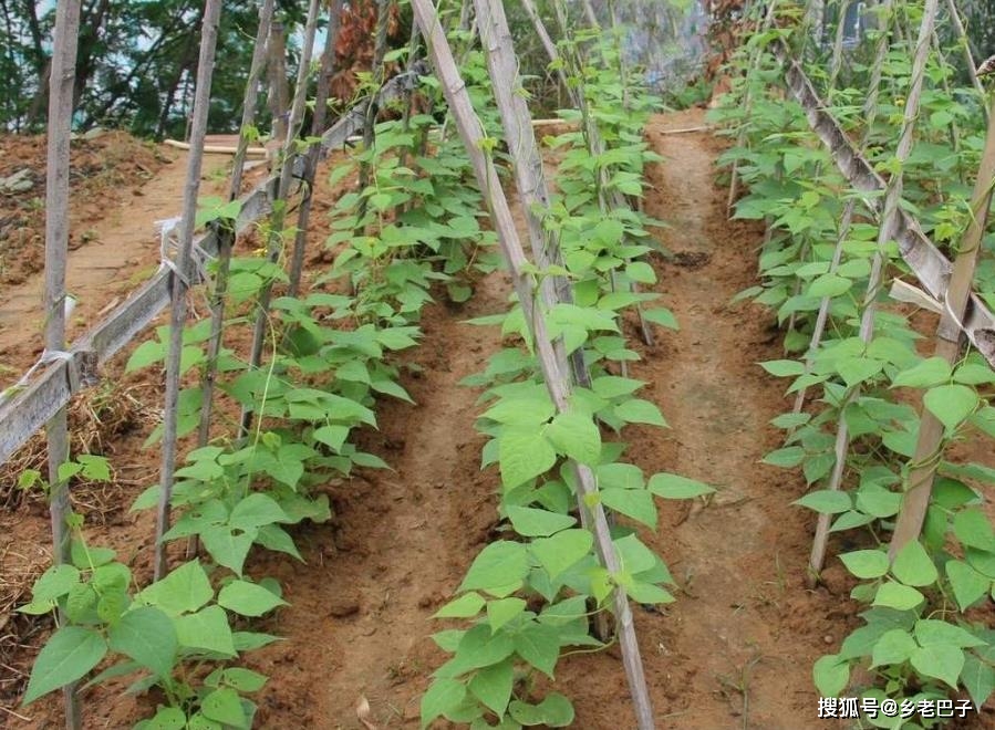 豆角种植法_种植豆角技术_豆角种植技术及视频