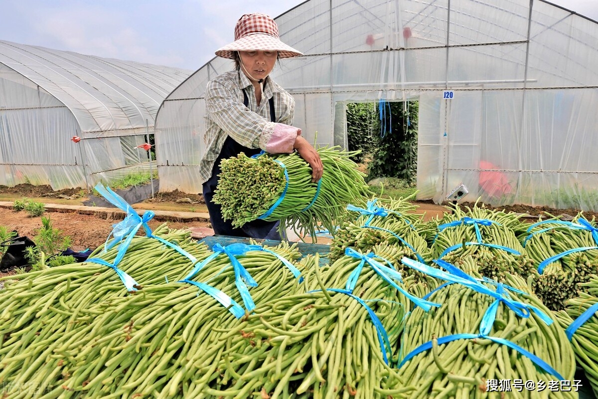 豆角种植技术及视频_豆角种植法_种植豆角技术