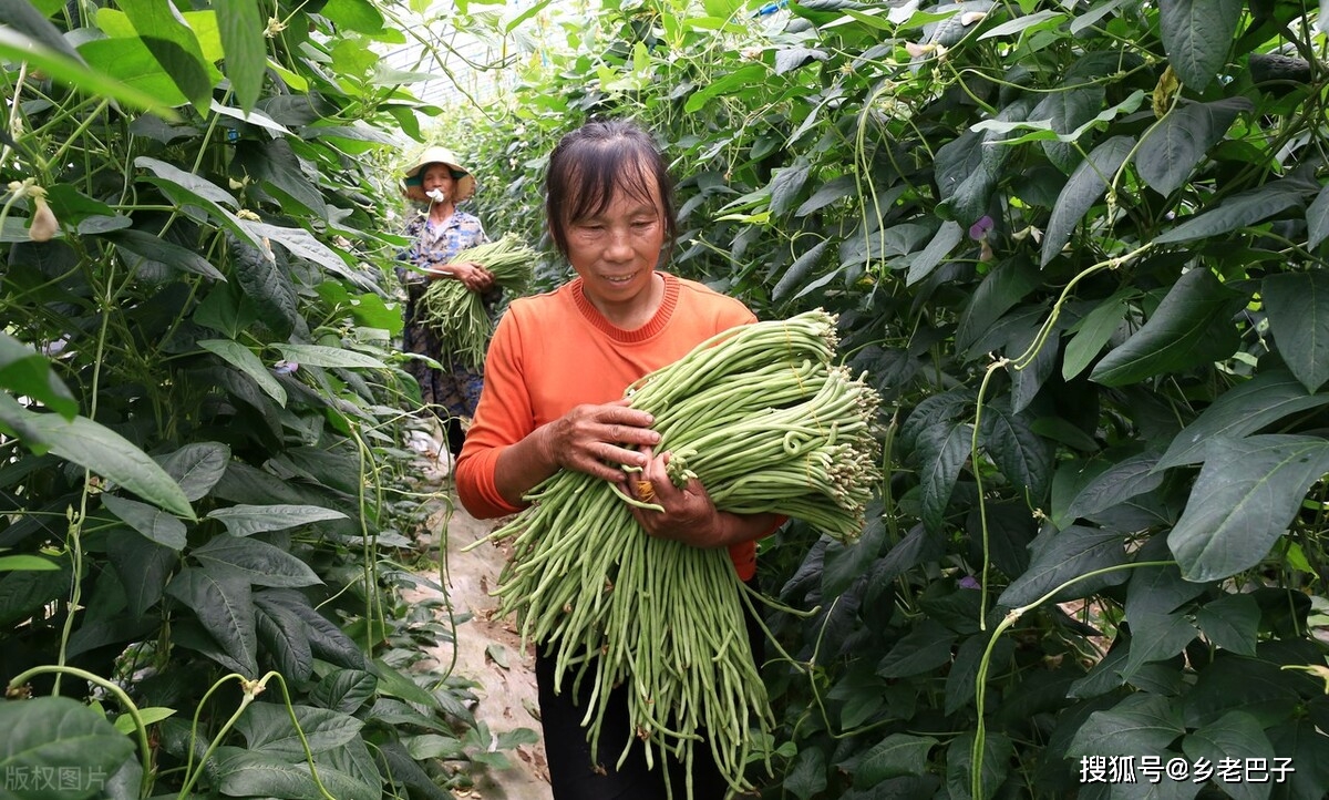 豆角种植技术及视频_豆角种植法_种植豆角技术