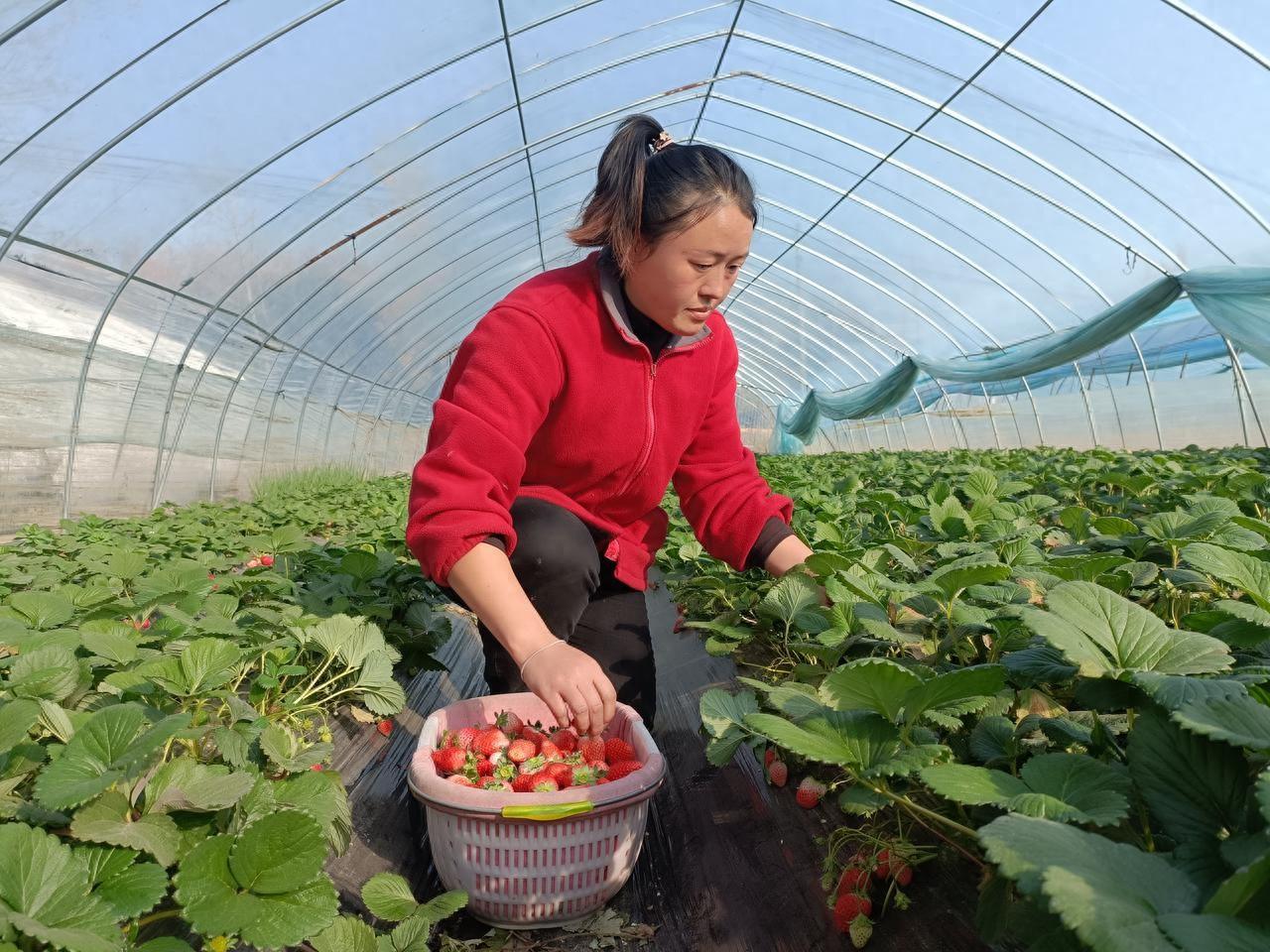 夏邑太平镇：特色种植开启“莓”好振兴路