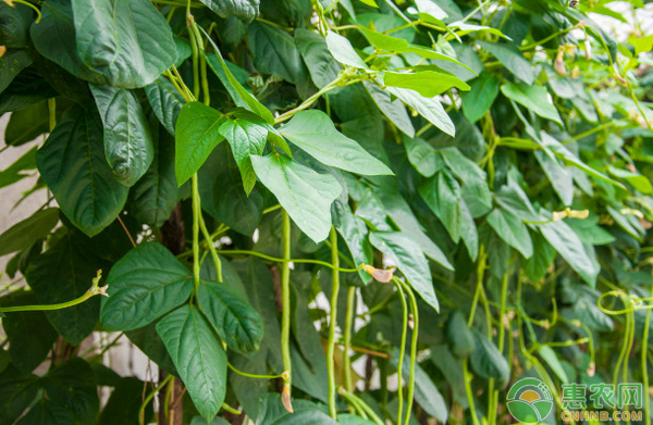 早春豆角种植管理技术要点有哪些？-图片版权归惠农网所有