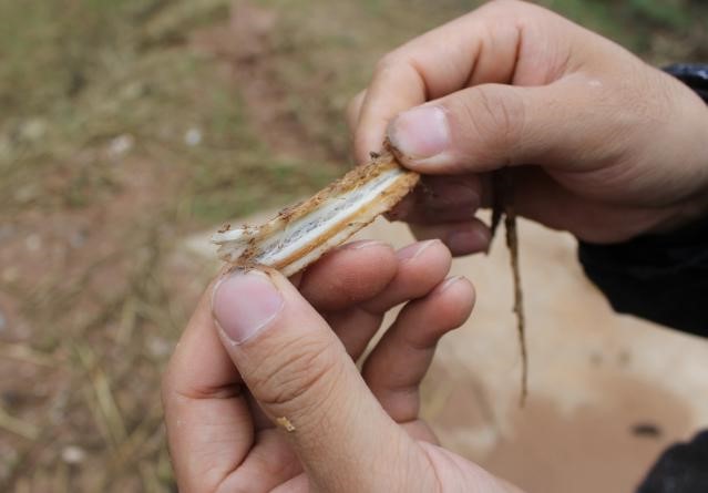 柯寨村阳坡磨地里有黄芯病的党参